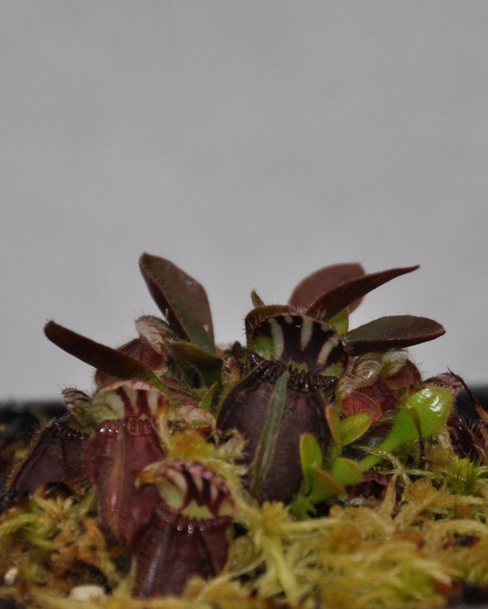 Cephalotus