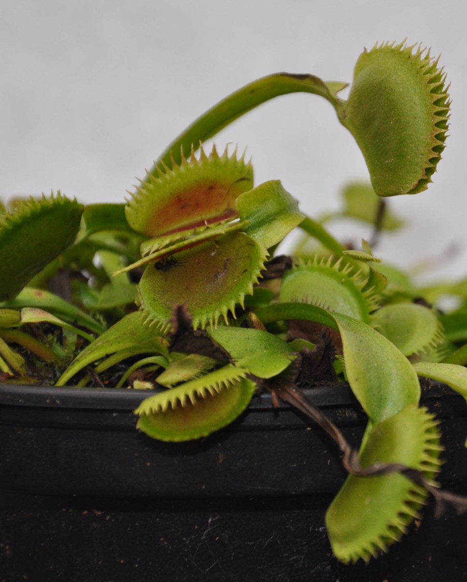 Dionaea