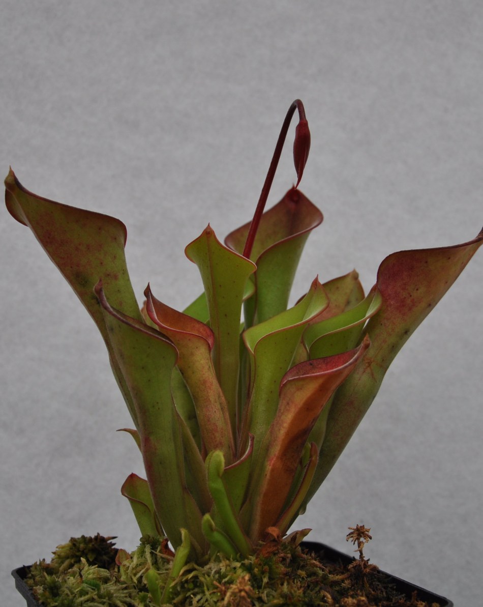 Heliamphora