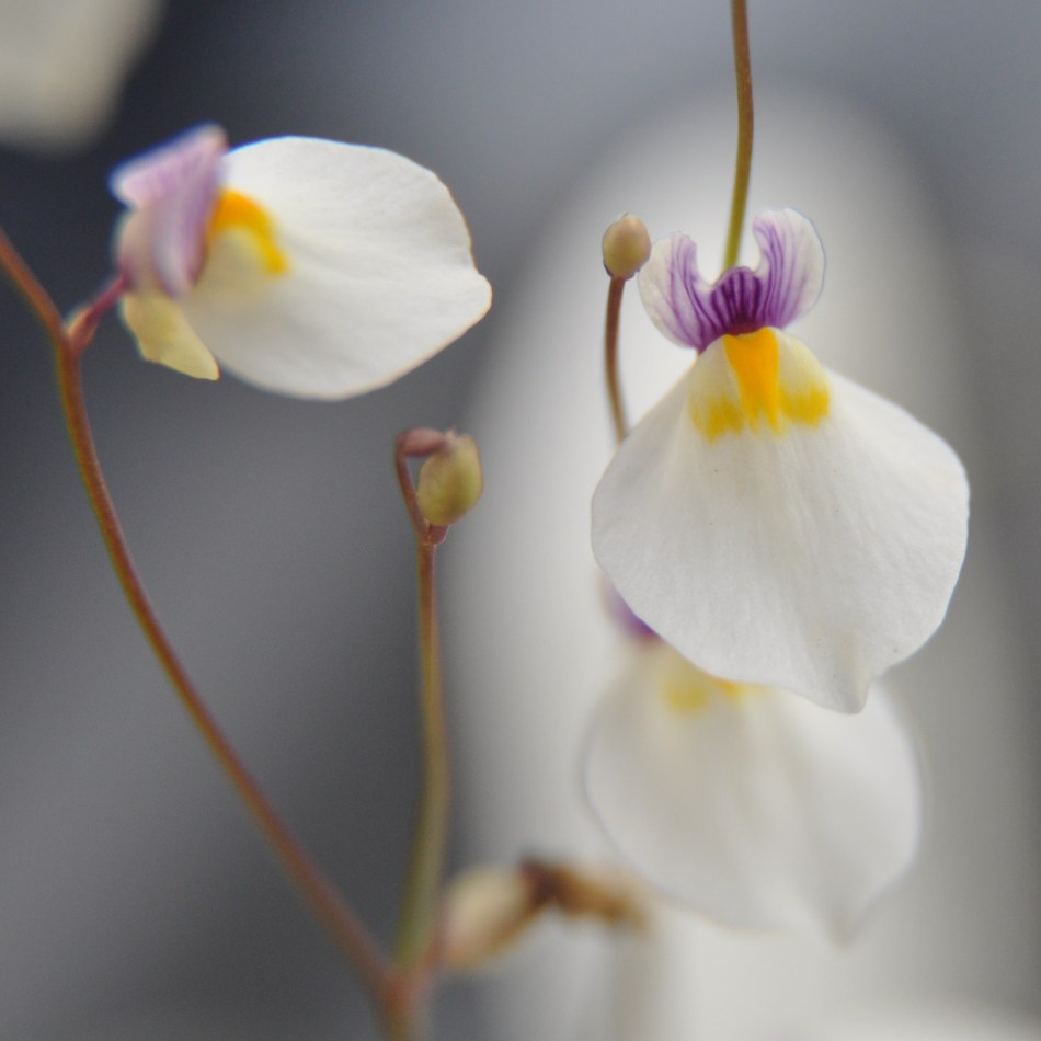 Utricularia