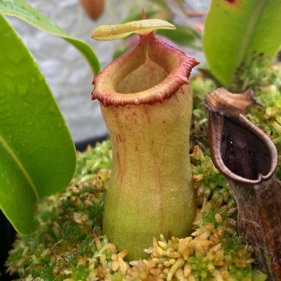 Nepenthes