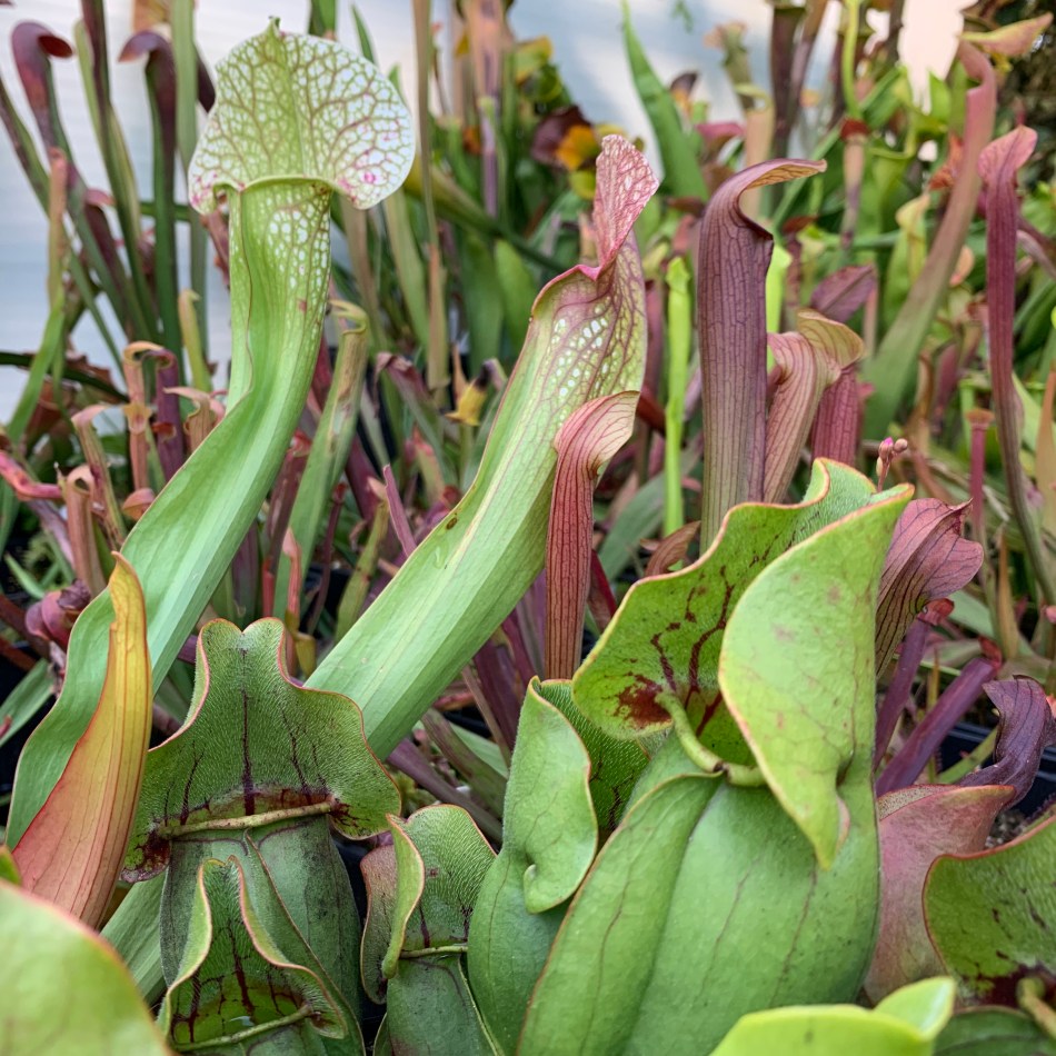 Sarracenia